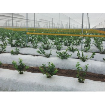 Mulčēšanas pārklājs, balts AGRITELA 1,05 × 100 m