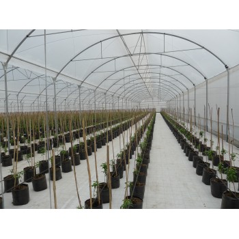 Mulčēšanas pārklājs, balts AGRITELA 1,05 × 100 m