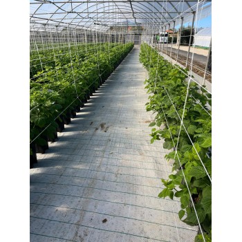 Плёнка для мульчирования белая AGRITELA 1,05 х 100 м