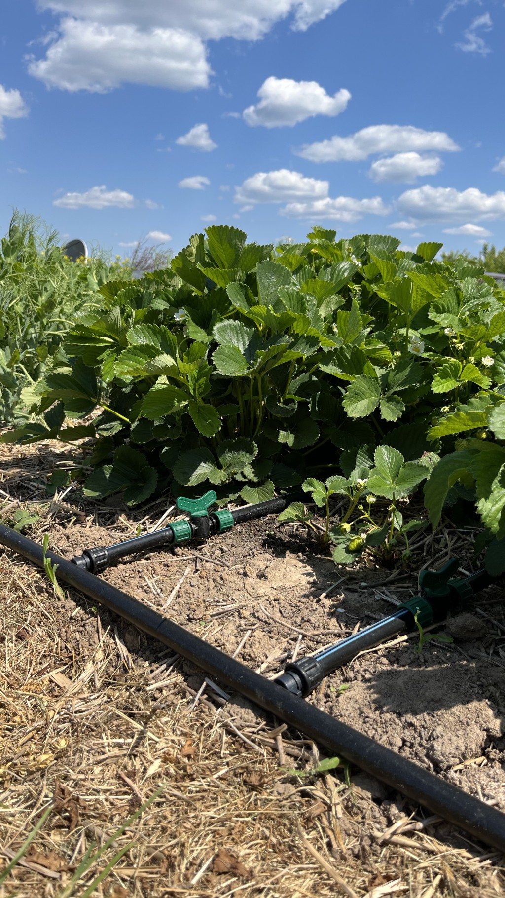 Kapilarā laistīšana - kas tas ir?