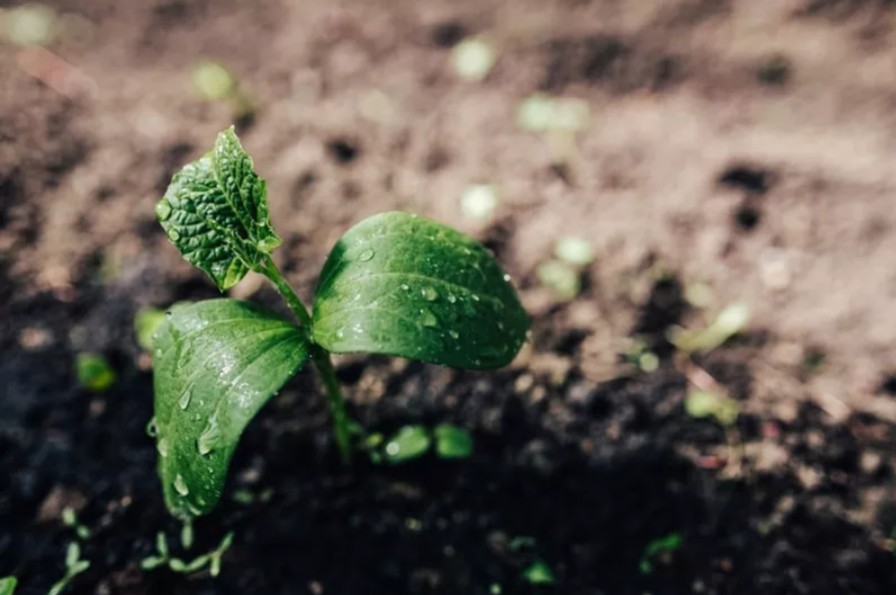 Siltumnīcu laistīšana ar mikro smidzinātājiem agrā pavasarī