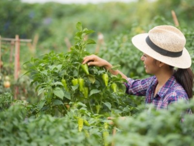 Как выращивать перцы: посадка, полив, уход