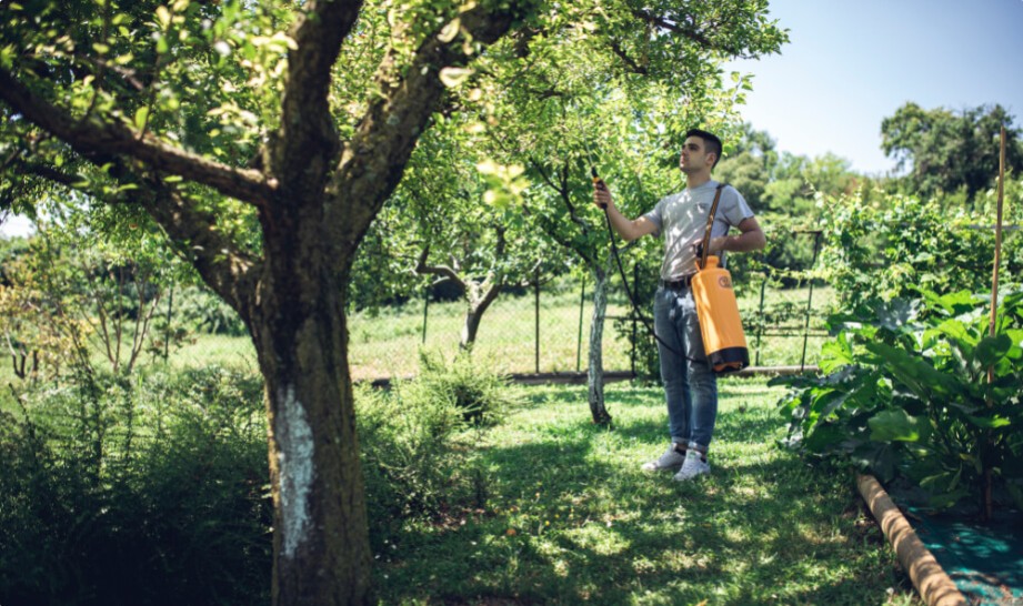 Осенняя обработка плодовых деревьев – почему это так важно?