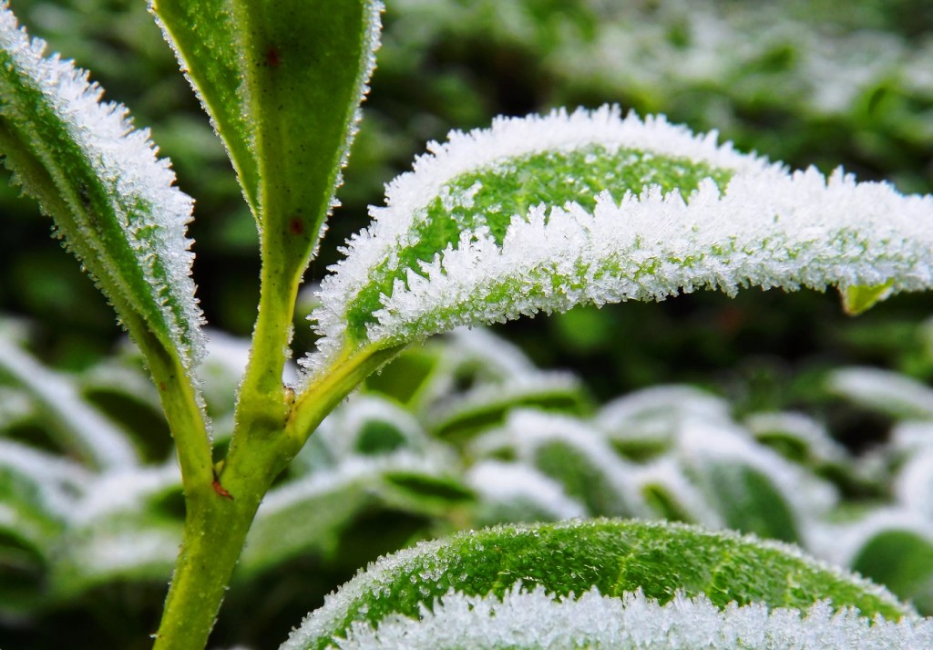 Kā sagatavot apūdeņošanas sistēmu ziemai?
