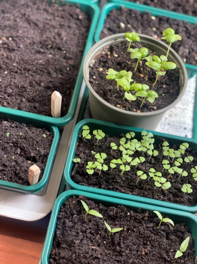 Marta darbi — atzarojiet, sējiet, mēslojiet, ravējiet un veiciet citas darbības