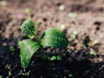 Siltumnīcu laistīšana ar mikro smidzinātājiem agrā pavasarī