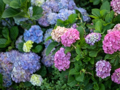 Обрезка гортензий