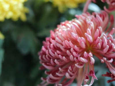 Системы полива хризантем – как обеспечить здоровое и обильное цветение