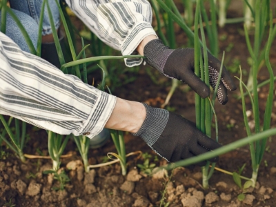 Полив чеснока и лука солевым раствором