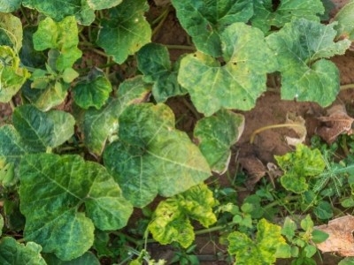 Желтеют листья огурцов: что делать?