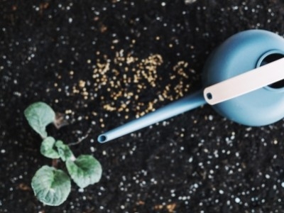 Когда лучше всего удобрять карбамидом?