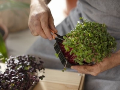 Когда сажать редис в теплице?