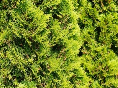 Когда удобрять туи?