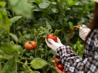 Почему закручиваются листья помидоров в теплице?