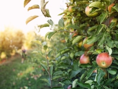 Посадка и обрезка колонновидных яблонь