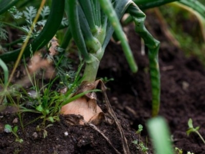 Чем поливать лук от червей? Эффективные средства для защиты вашего урожая