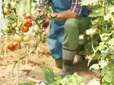 Мульчирование помидоров в теплице