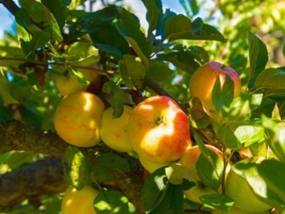 Самые популярные сорта яблонь в Латвии