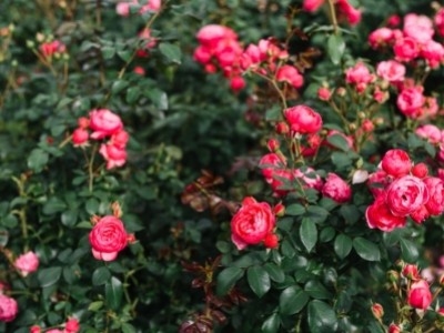 Уход за розами – от посадки до обильного цветения