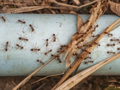 Муравьи в теплице
