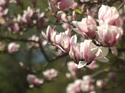 Kā kopt un laistīt magnolijas?