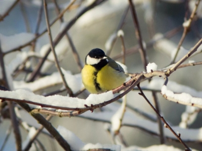 Decembris - kādi dārza darbi jūs sagaida gada pēdējā mēnesī